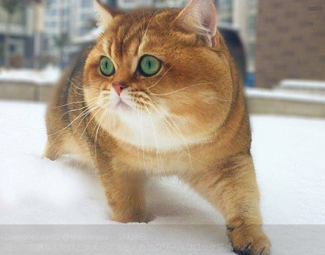 ロシアの大人気hosikoちゃんがカニクリームコロッケみたい モフモフで可愛い話題に Hosikoくんの猫種などのプロフィールを紹介 Twitterで話題 モトマル最先端ブログ